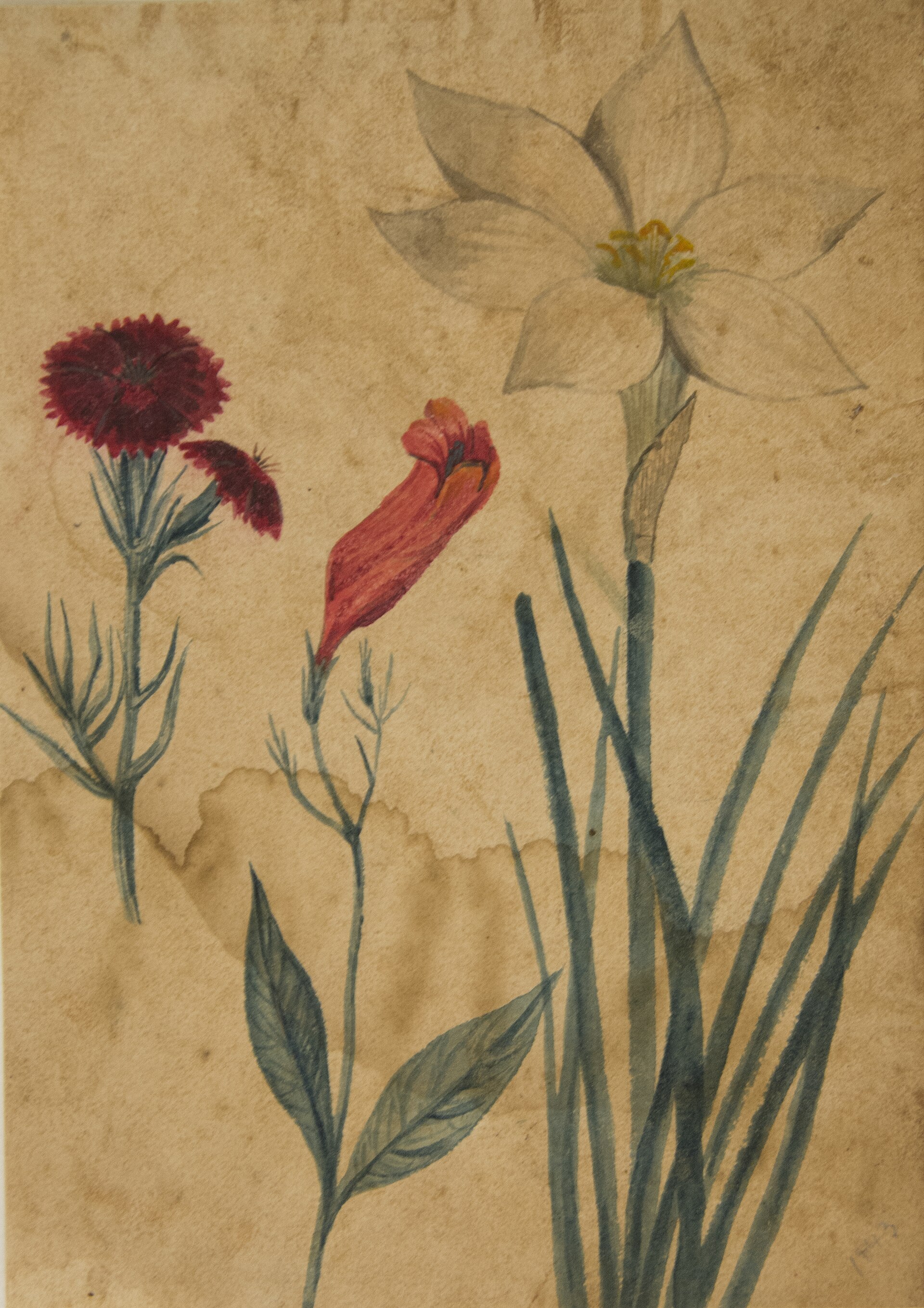 Imagem de referência de Desenho de Planta - Álbum M A B A D - Prancha N.7, descrito nos dados abertos como pintura da coleção do Museu Paulista - 1/6