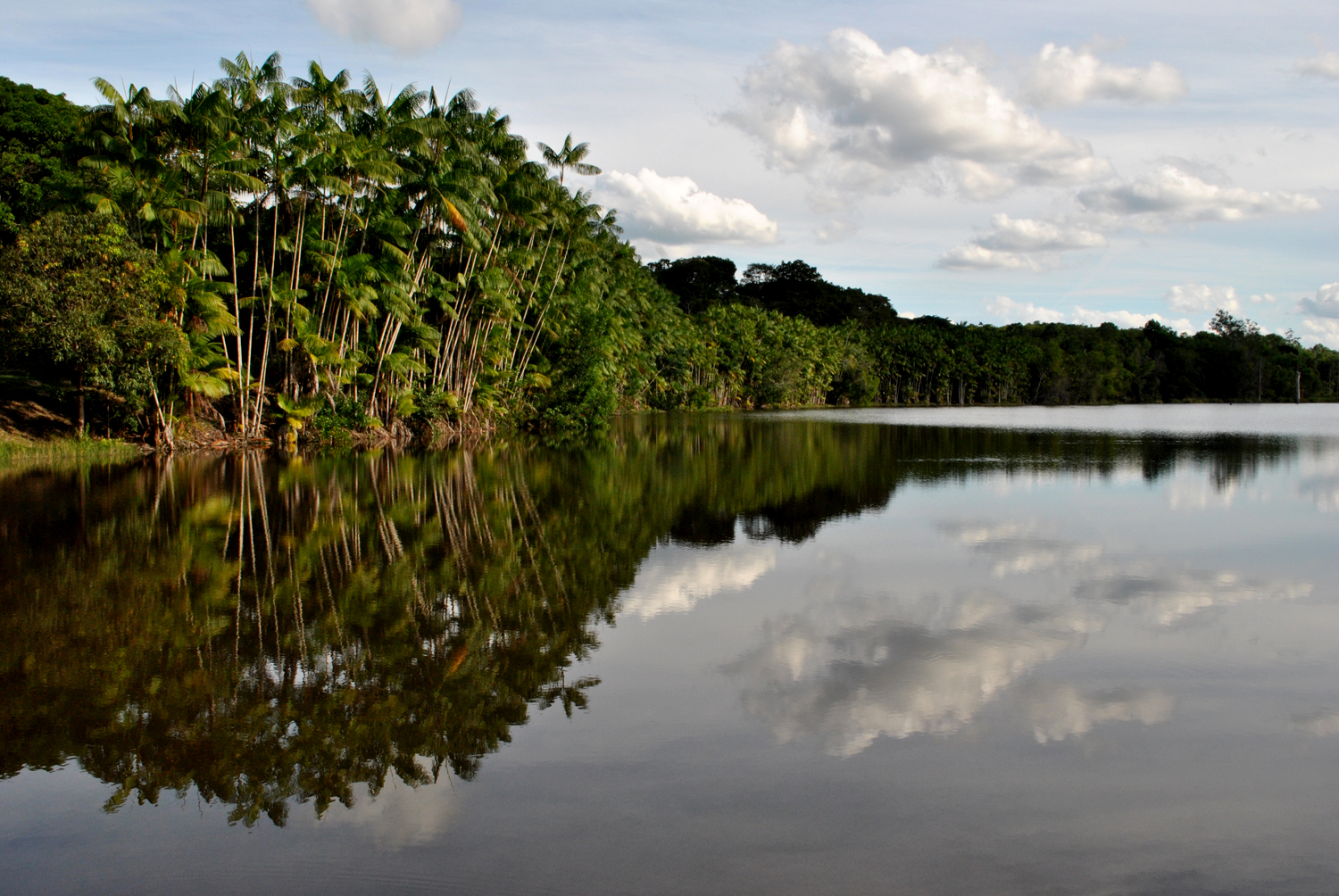 Imagem de referência de Reservas de Mata Atlântica da Costa do Descobrimento, descrito nos dados abertos como conjunto de áreas protegidas no Brasil