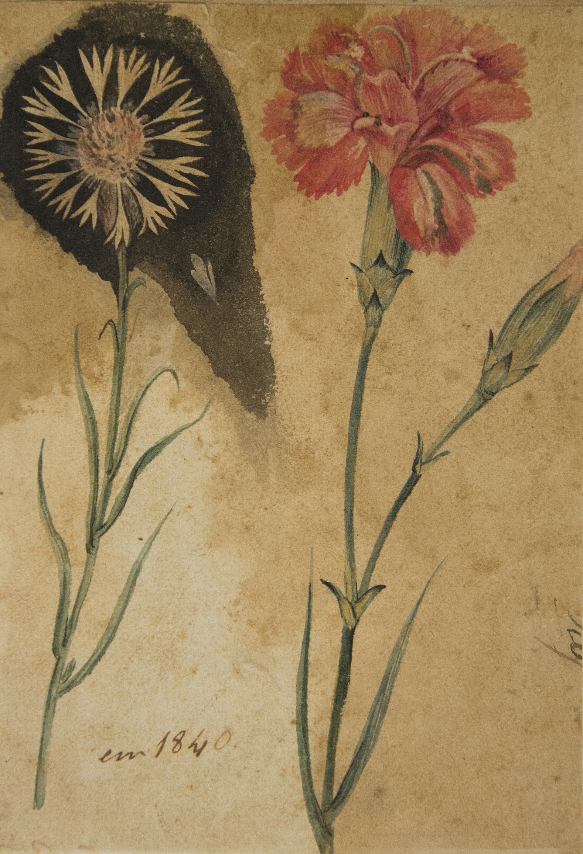 Imagem de referência de Desenho de Planta - Álbum M A B A D - Prancha N.3, descrito nos dados abertos como pintura da coleção do Museu Paulista - 2/2