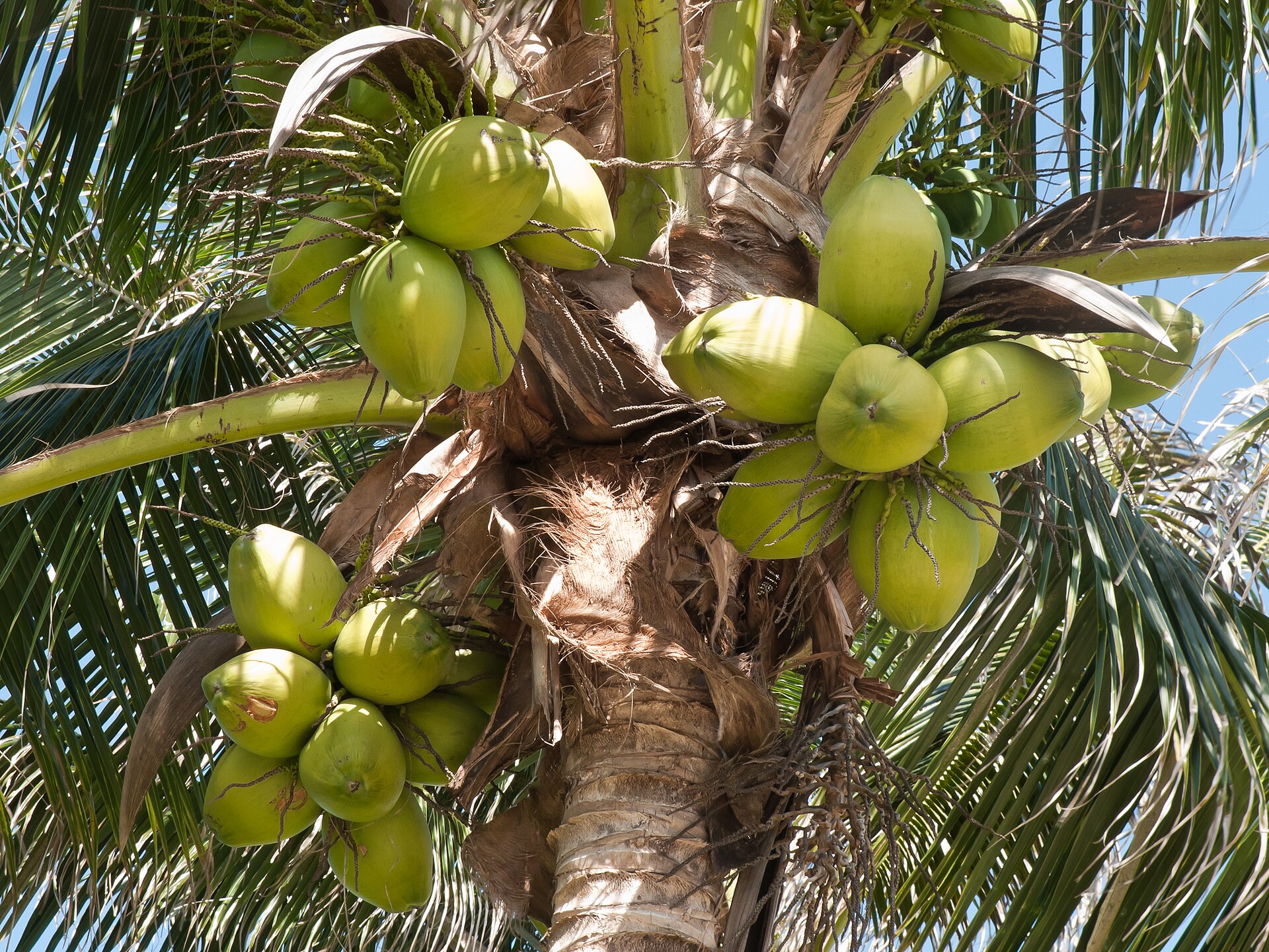 Imagem de referência de Estrada do Coco, descrito nos dados abertos como trecho da rodovia estadual brasileira BA-099