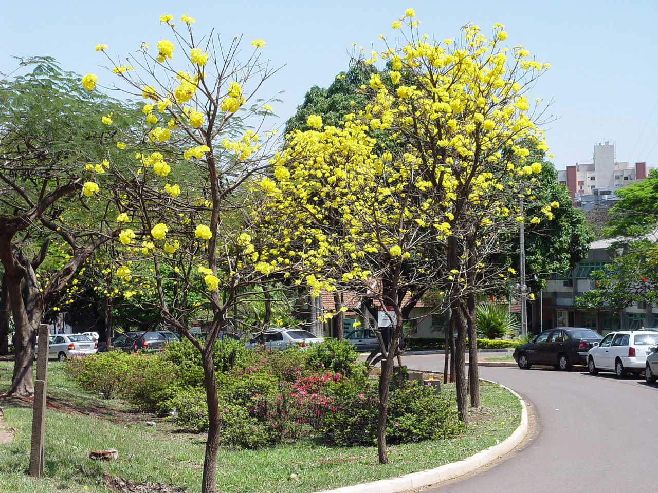 Imagem de referência de Universidade Estadual de Maringá (UEM), descrito nos dados abertos como universidade pública estadual em Maringa, Paraná