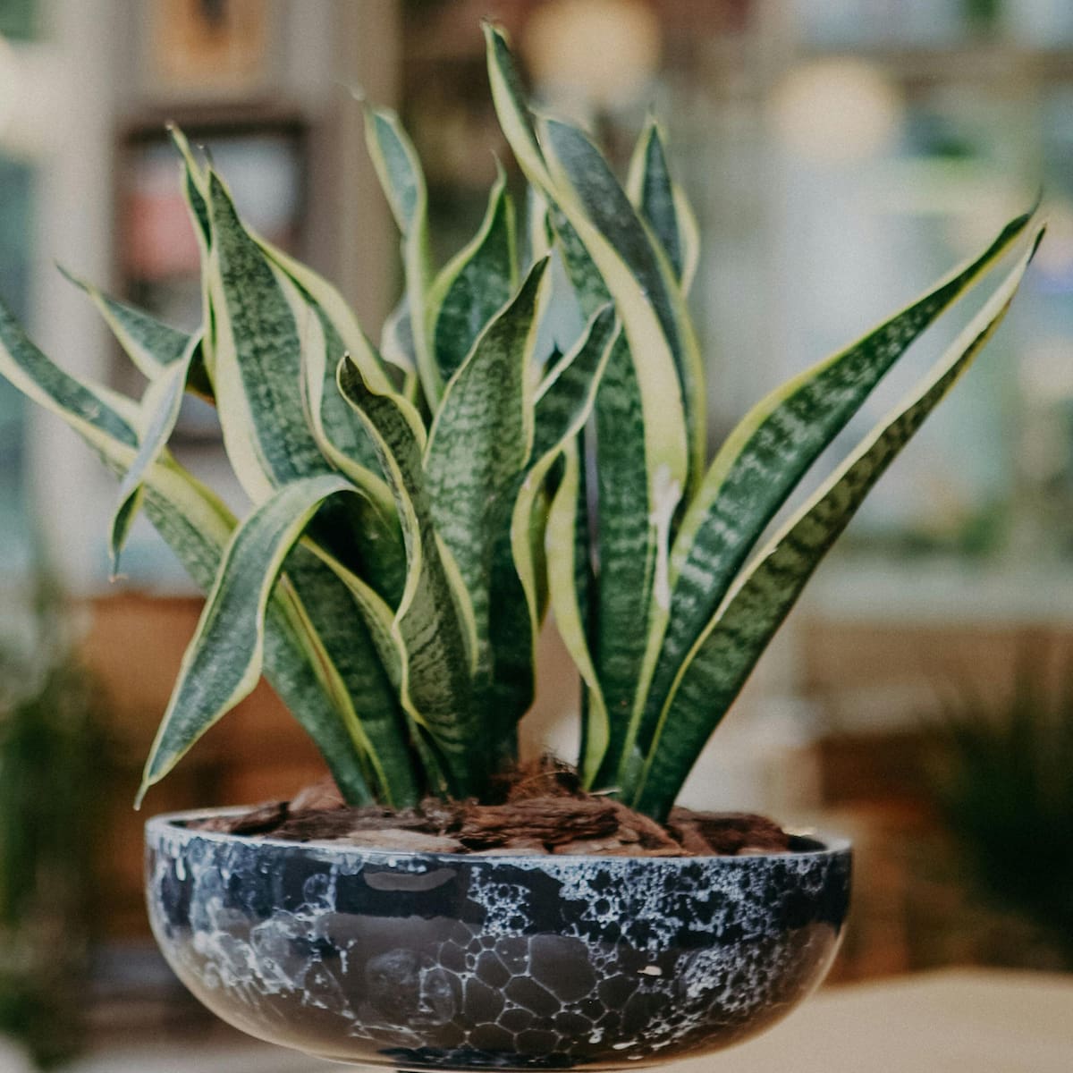 Ubicada correctamente, esta planta se transforma en un escudo infalible: frena las energías densas, equilibra el acceso al hogar y neutraliza el estrés o las cargas que acumulamos en el día a día