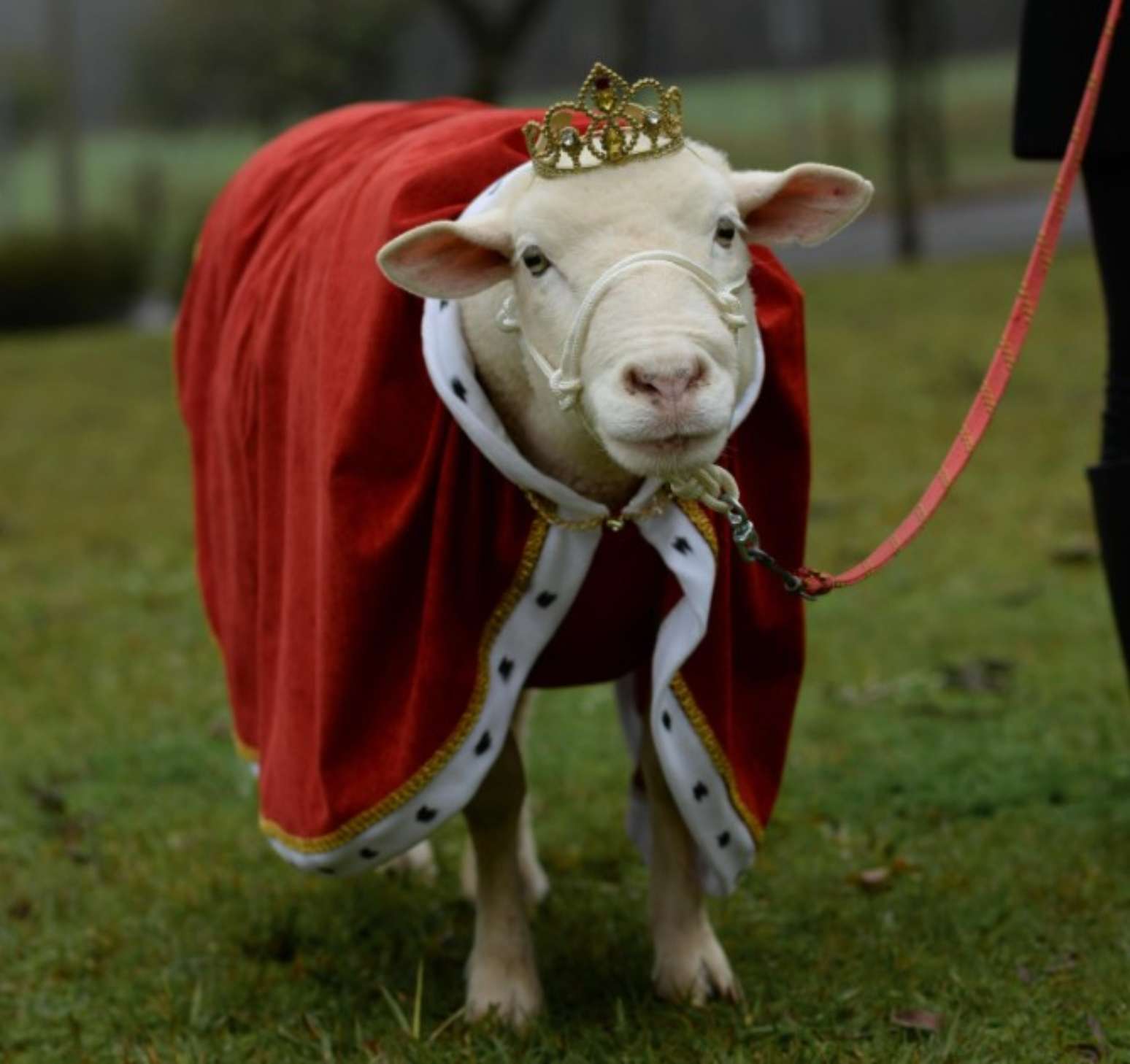 Foto: Reprodução/Redes Sociais / Porto Alegre 24 horas