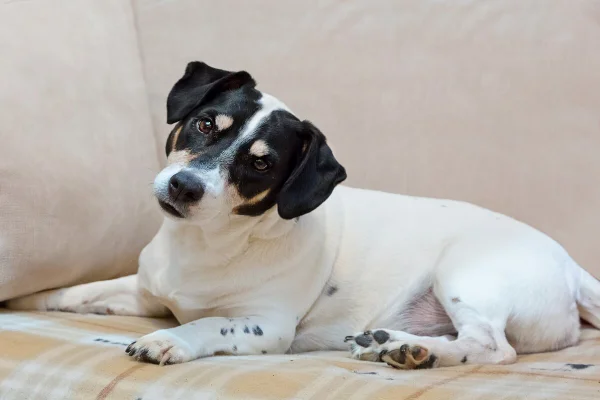 Inclinar a cabeça ao ouvir o tutor pode ser sinal de atenção do pet