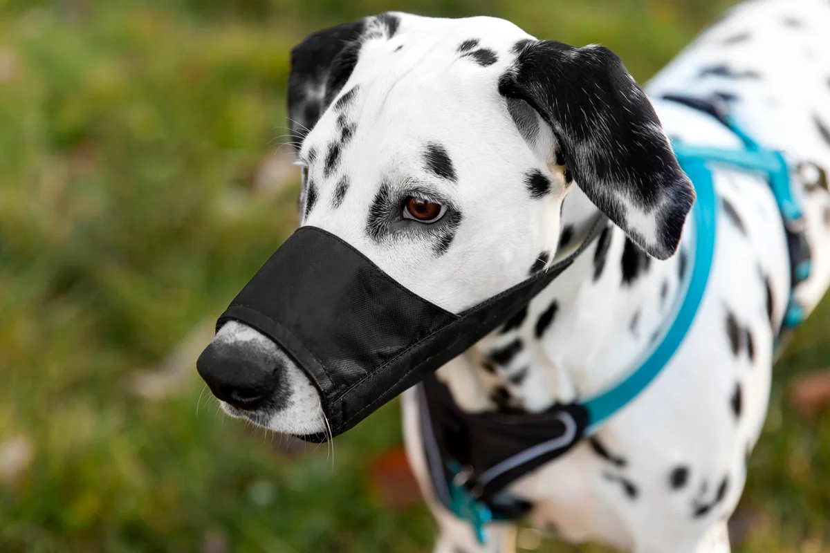 cachorro com focinheira