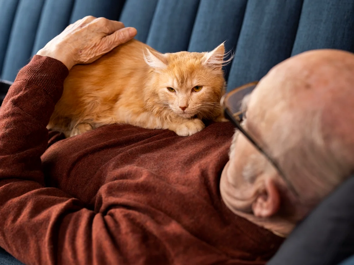 Interação entre gato e humano aumenta níveis de hormônio do amor em ambos