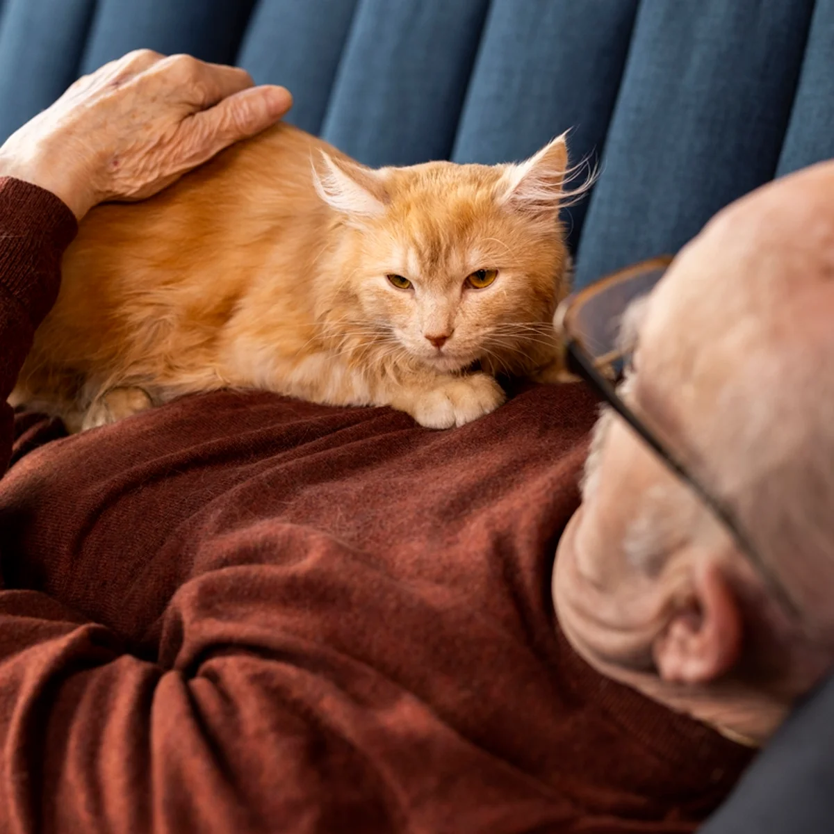 Interação entre gato e humano aumenta níveis de hormônio do amor em ambos