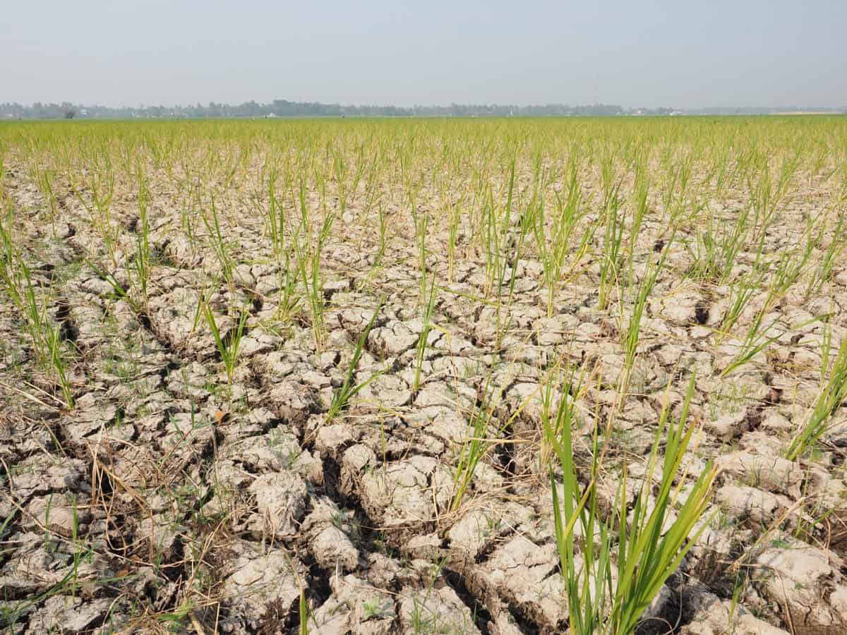 Uma vista de campos de arroz secos devido a uma estação seca prolongada, resultado do fenômeno El Niño.