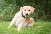 Seu cachorro não para de latir no portão? Veterinário explica o que fazer