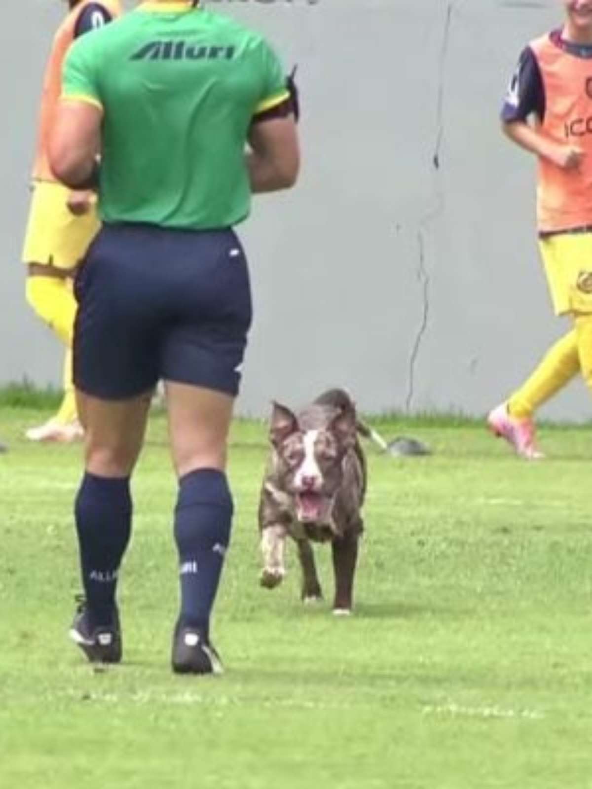 Cachorro invade campo e quase faz gol em jogo do Vasco Sub-15
