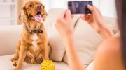 Seu cachorro não para de latir no portão? Veterinário explica o que fazer