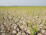 El Niño pode afetar mais de 30 milhões de crianças brasileiras