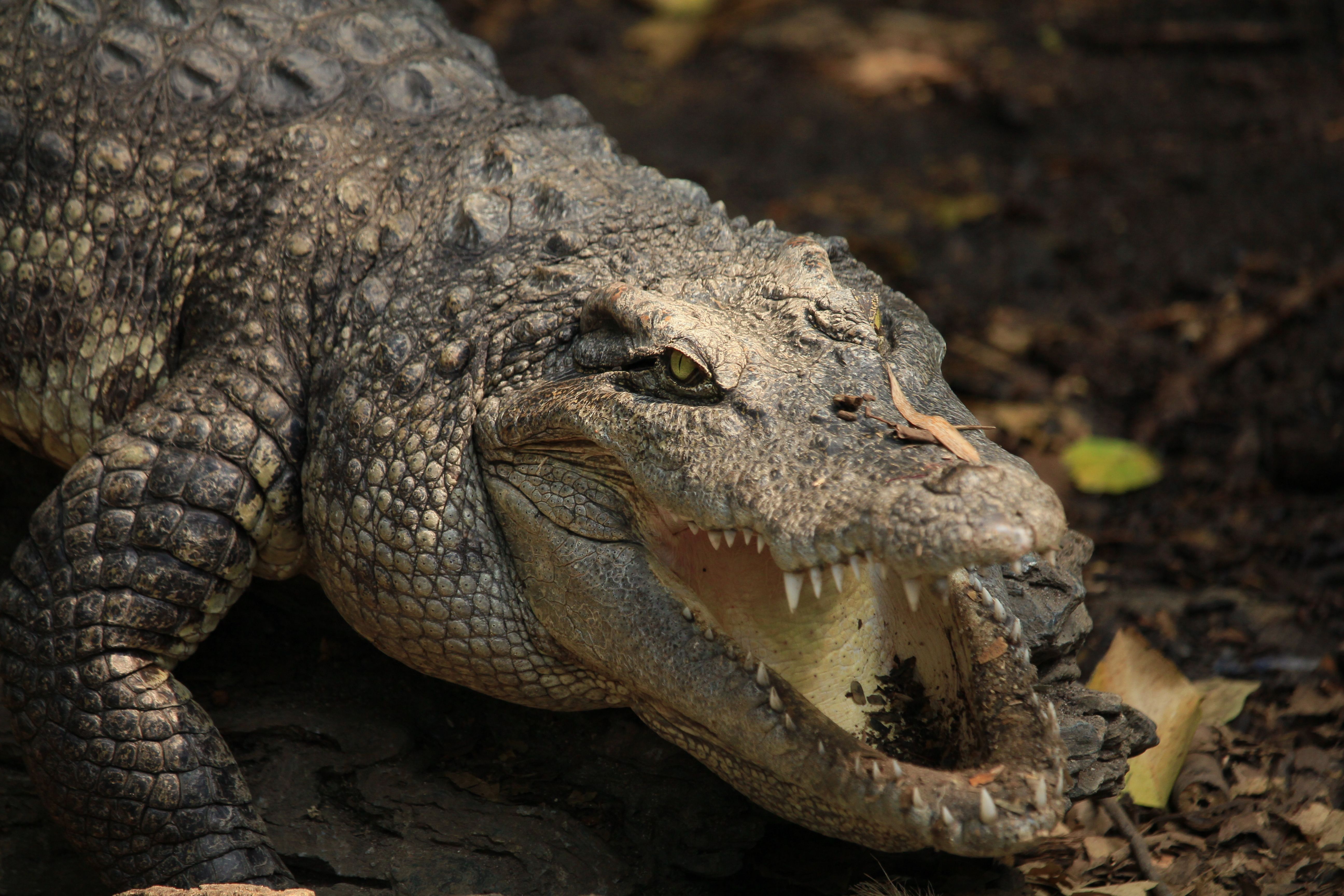 Foto falsa de crocodilo causa pânico em Singapura e autor pode pegar dez anos de prisão