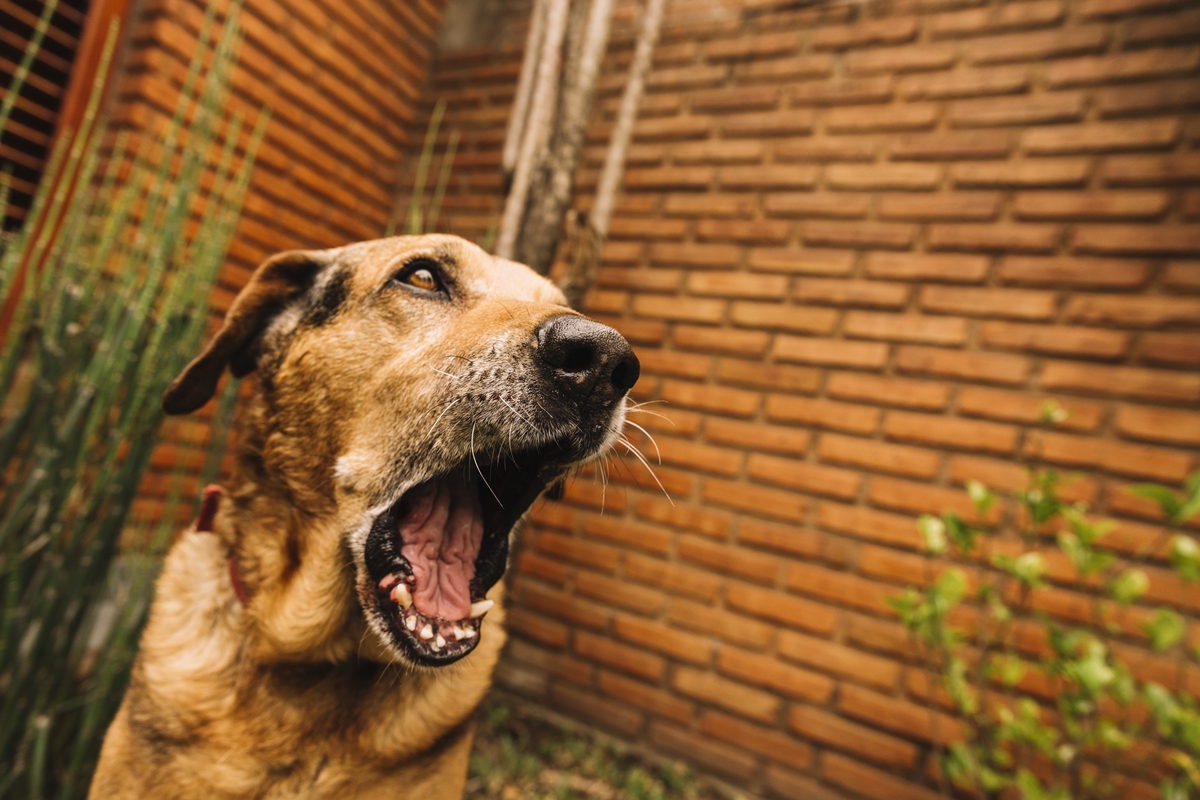 Seu cachorro não para de latir no portão? Veterinário explica o que fazer