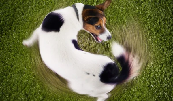 Seu cachorro não para de latir no portão? Veterinário explica o que fazer