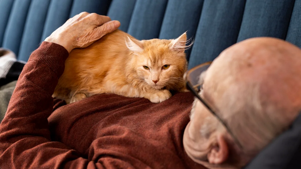 Interação entre gato e humano aumenta níveis de hormônio do amor em ambos