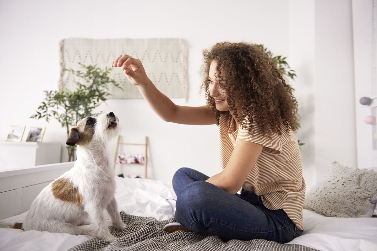Seu cachorro não para de latir no portão? Veterinário explica o que fazer