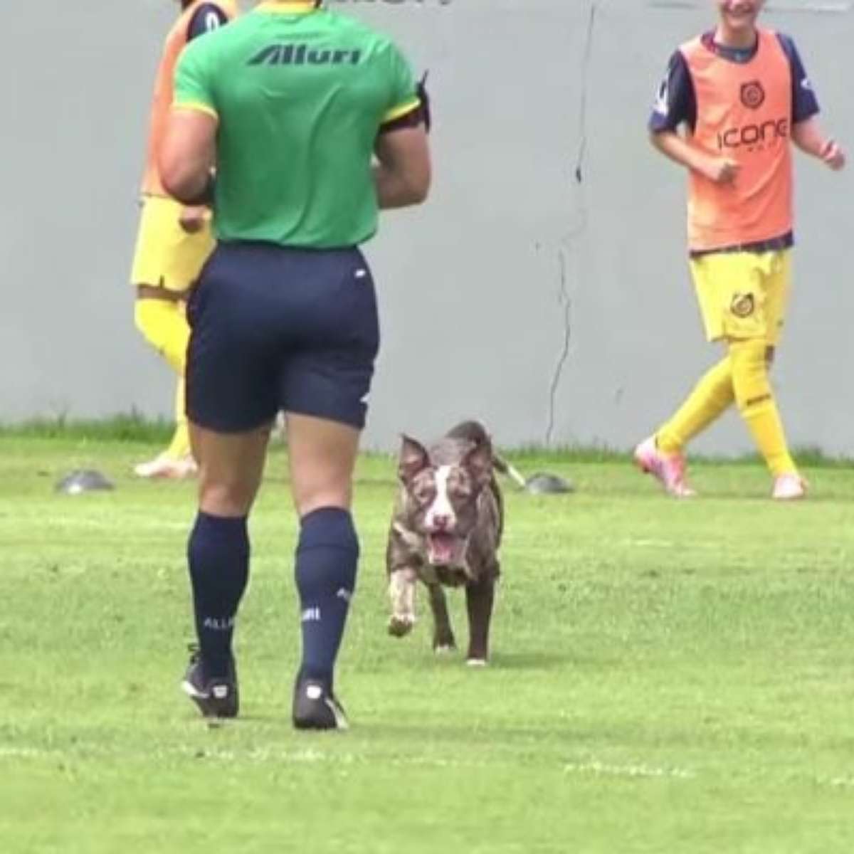 Cachorro invade campo e quase faz gol em jogo do Vasco Sub-15
