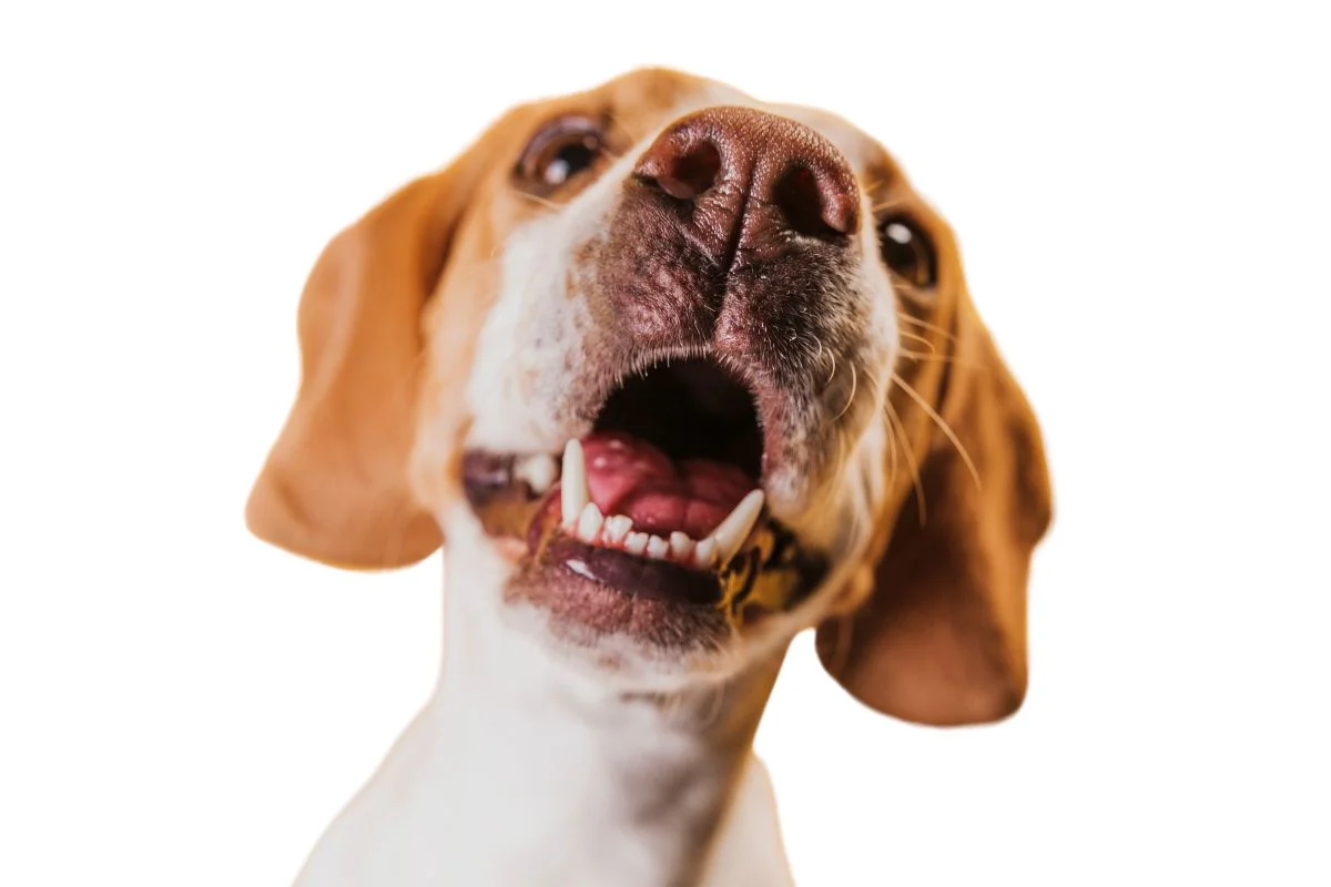 Imagem da matéria: Seu cachorro não para de latir no portão? Veterinário explica o que fazer