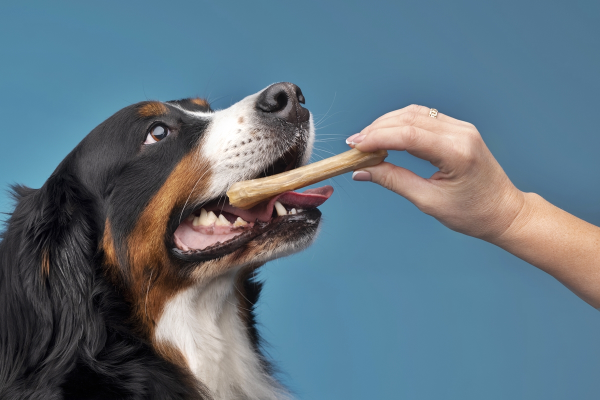 Seu cachorro não para de latir no portão? Veterinário explica o que fazer