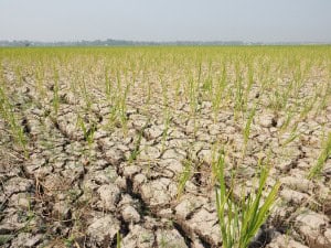 El Niño pode afetar mais de 30 milhões de crianças brasileiras