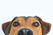 Seu cachorro não para de latir no portão? Veterinário explica o que fazer